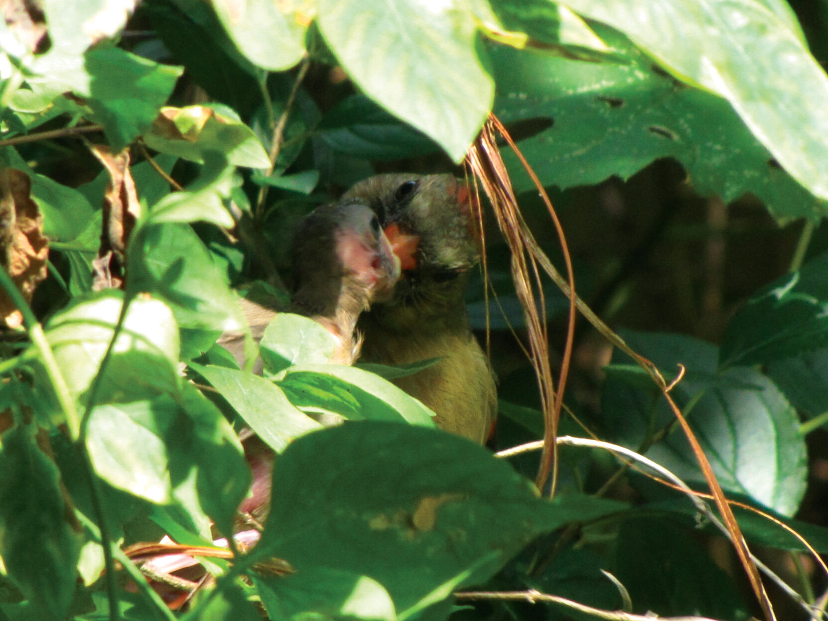 Cardinal nest with babies
